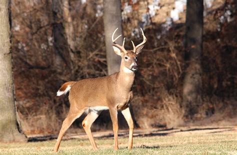 Whitetail Deer - Description, Habitat, Image, Diet, and Interesting Facts