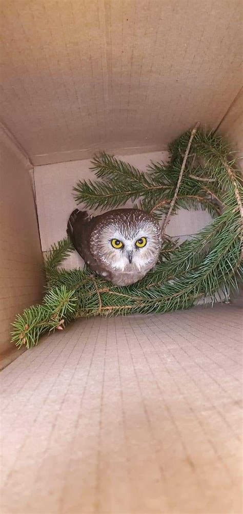 Tiny owl rescued from Rockefeller Center Christmas Tree