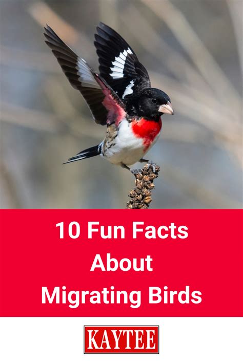 10 Fun Facts About Migrating Birds in 2021 | Bird migration, Birds ...