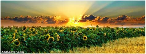 Sunflowers & Sunrays | Fall pictures nature, Facebook cover photos, Facebook cover