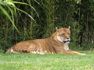 7 Surprising Tigon Facts - Fact Animal