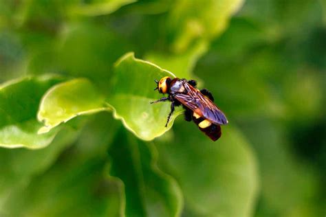 What is the Yellow-Legged Hornet & Is It Dangerous?