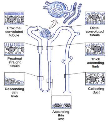 Duke Histology - Urinary System