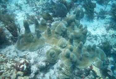 Snorkeling Sombrero Reef - A Super Treat! See Pictures