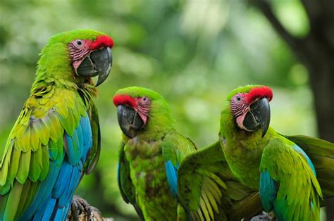 Aves tropicales, Animales de la selva, Selva amazonica