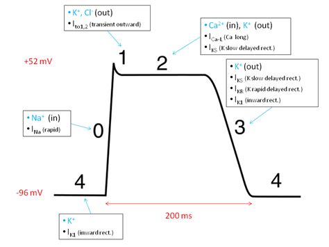 Ventricular Action Potentials - Cardiac Cycle - TeachMePhysiology