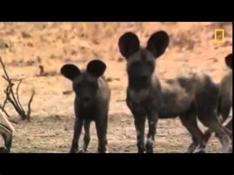 Lions Documentary Perfect Death Professionals Lions vs Hyenas National Geographic! - YouTube