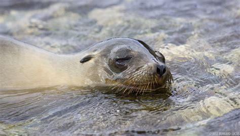 Galapagos Sea Lion | Will Burrard-Lucas