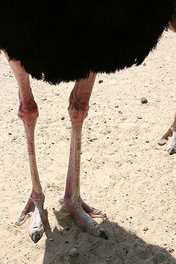 Ostrich Adaptations: Lesson for Kids | Study.com