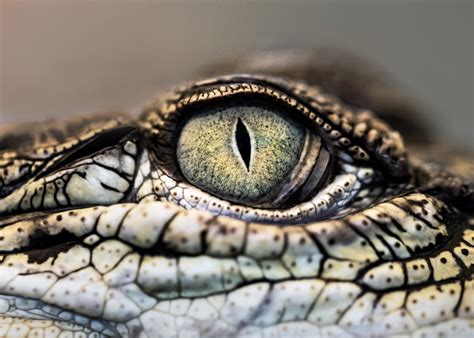 Crocodile Eye Pictures | Download Free Images on Unsplash