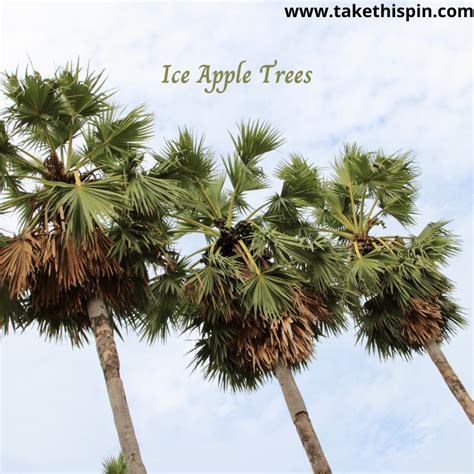 What Is Ice Apple? Its Top Best 10 Benefits - TakeThisPin