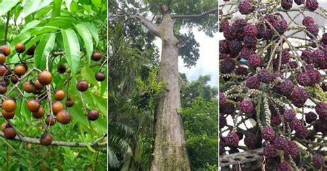 Exploring the Mysteries of the Rudraksha Tree: Origins, Significance, and Growth