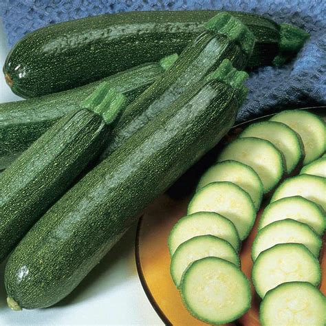 Pennington Hybrid Zucchini Squash