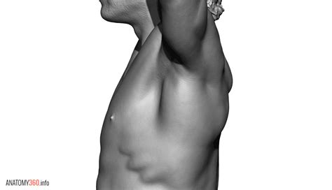 http://www.vfxscan.co.uk/anatomy360/wp-content/uploads/2015/06/Anatomy360_04.gif | Body anatomy ...