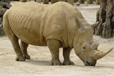 File:African rhinoceros animal.jpg