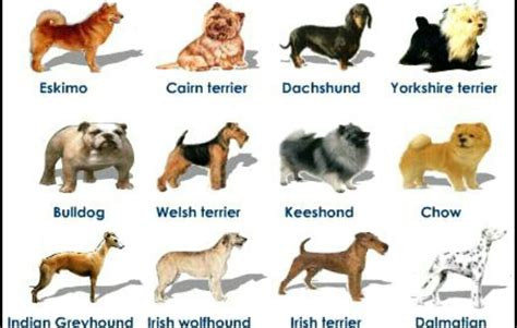 Types of dogs Google.com Irish Terrier, Cairn Terrier, Yorkshire Terrier, Dog Breeds Chart ...