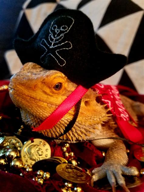 Pirate Costume for bearded dragons and small reptiles – Pampered Beardies