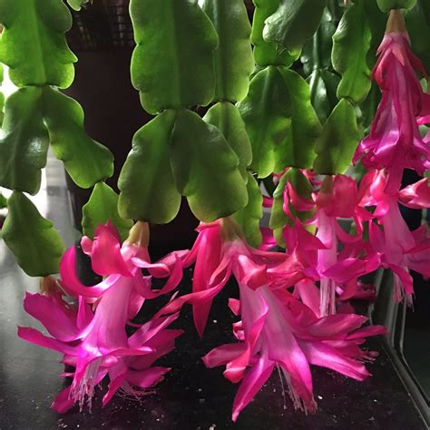 Holiday Cacti: Thanksgiving cactus, Christmas cactus and Easter cactus – Manitoba Master ...