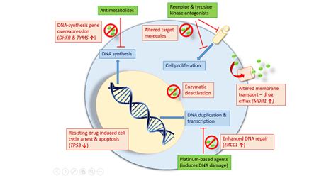 Classification of Neoplastic Drugs - New