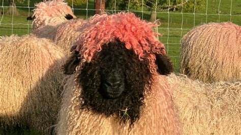 How these rare sheep ended up with 'attractive pink hairdos' | CBC Radio