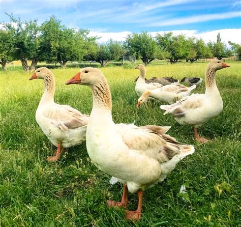 The history of domestic geese: origins, evolution, and domestication ...