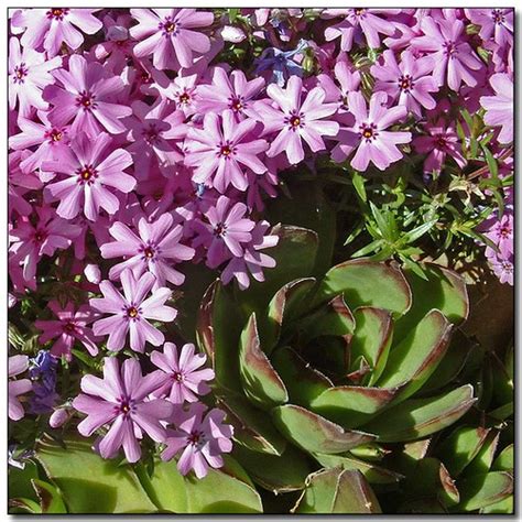 Pink & Green (3) | Phlox with Hens & Chicks in our garden cl… | Flickr