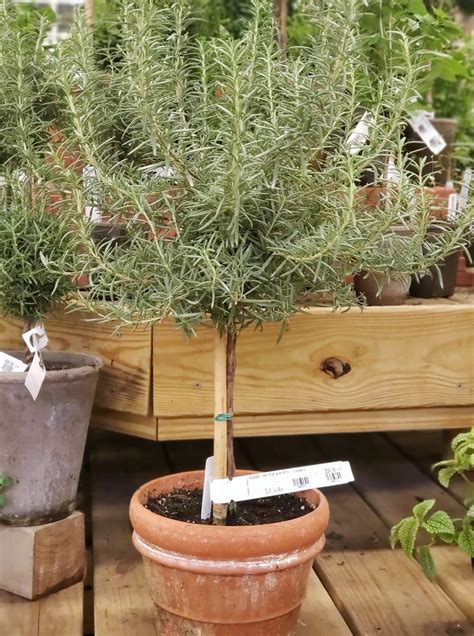 Plant of the week: Rosemary Rosemary can be grown indoors or out. While growing indoors place ...