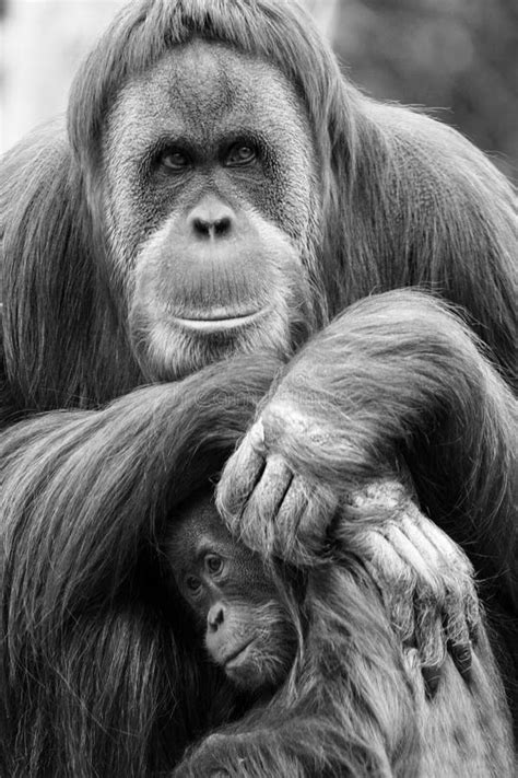 Mother and baby Orangutan stock image. Image of monkey - 33165239