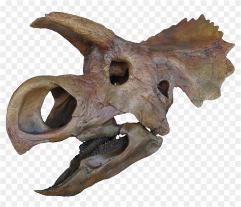 "cute" Baby Dinosaur Called Ava Could Be A New Species - Avaceratops Skull, HD Png Download ...