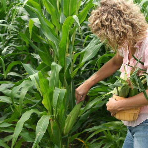 Nitrogen-Loving Plants that will Love Your FoodCycler Fertilizer