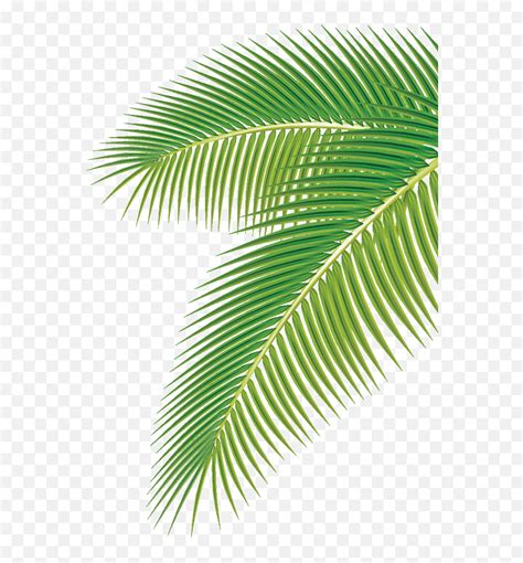 Euclidean Vector Clip Art - Palm Tree Leaf Vector Png,Palm Tree Leaves Png - free transparent ...