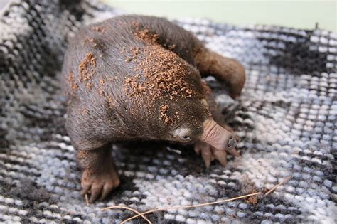 Three Adorable Echidna Puggles Born At Taronga Zoo