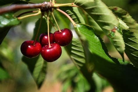 Flathead cherries: A sweet sign of summer | Bigfork Eagle