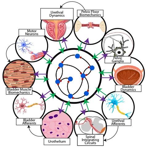 Researchers look to control organ function through new computational ...