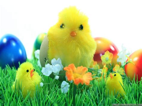 Chicks Easter Wallpapers - Wallpaper Cave