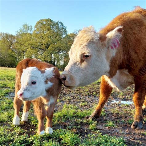 5 Reasons Miniature Herefords are a Great Addition to Your Farm – Flying Pig Cattle Co.