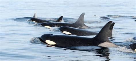 Orca Pod By NOAA - Procyon Wildlife