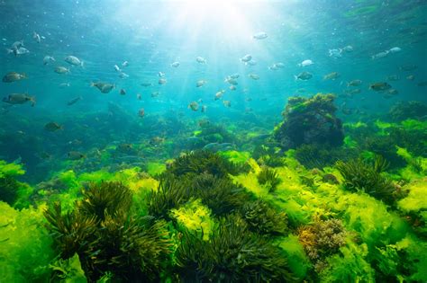 Smith Ocean Adventure Travel - Blog - Ocean Plants — And Why They’re So Important