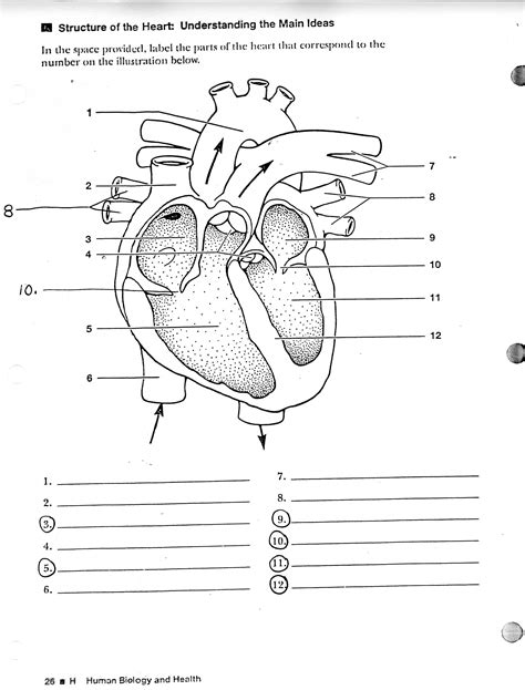 Blank Heart Diagram - Anatomy Chart for Educational Purposes