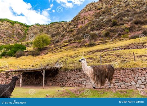 Peruvian Llama. Farm of Llama,alpaca,Vicuna in Peru,South America ...