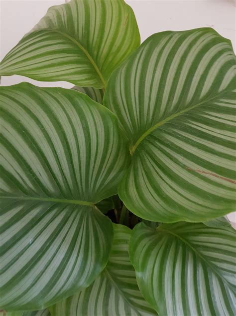 CALATHEA : r/plants