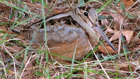 The American woodcock’s courtship display is worth watching | Charlotte Observer