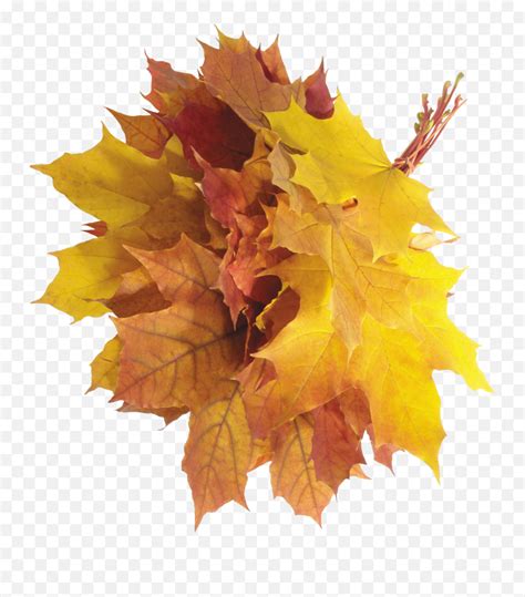 Fall Leaves Transparent U0026 Png Clipart Free Download - Ywd Emoji ...