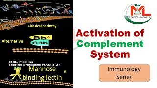 complement system| complement system in Immunology |Co... | Doovi