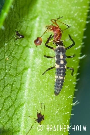 Restoring The Landscape With Native Plants: Beneficial Insects - Predators