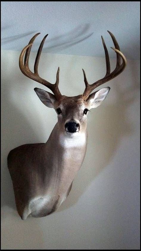 318 best Whitetail mounts. images on Pinterest | Taxidermy, Big game and Deer mounts