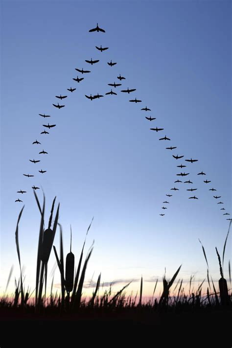 Migrating Canada geese You know why, when geese fly in V formation one line is longer than the ...