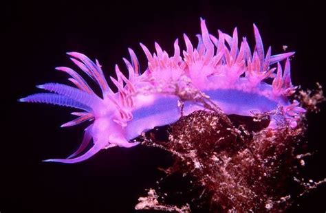 Print of Nudibranch / Sea Slug - Purple | Sea slug, Slugs, Ardea