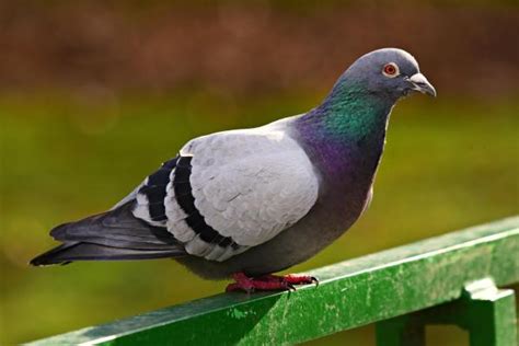 20+ Different Types of Pigeons - List With Pictures