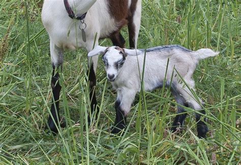 How to Raise and Care for Baby Goats